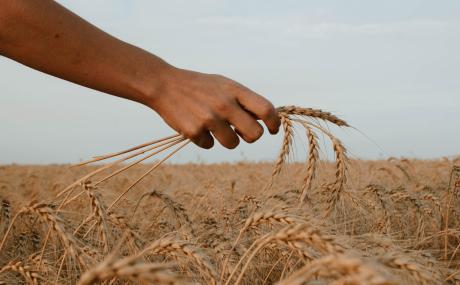 hand holding wheat