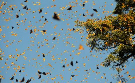 butterflies